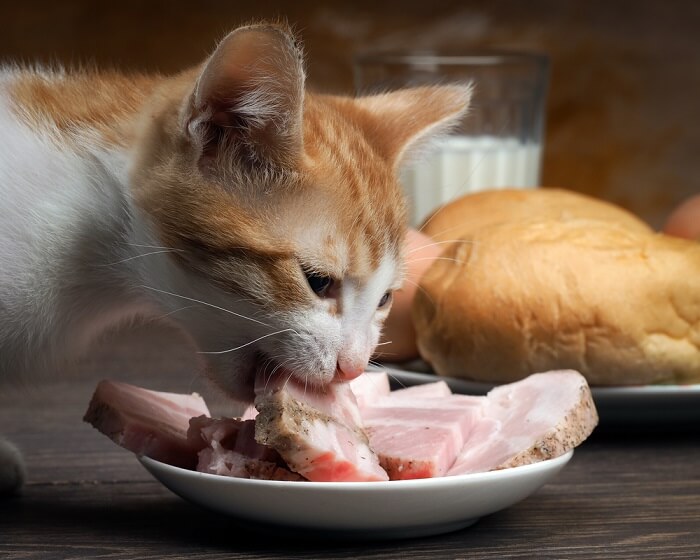 An image of a cat showing interest in a slice of ham, capturing a moment of curiosity and interaction with human food