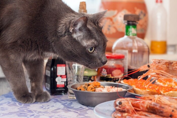 Curious cat intrigued by a plate of succulent shrimp.