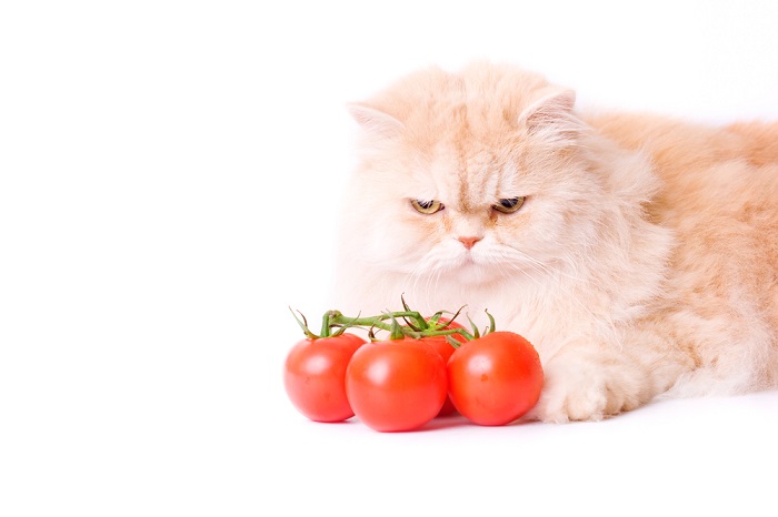 Inquisitive cat surrounded by tomatoes, highlighting curiosity about unusual foods.