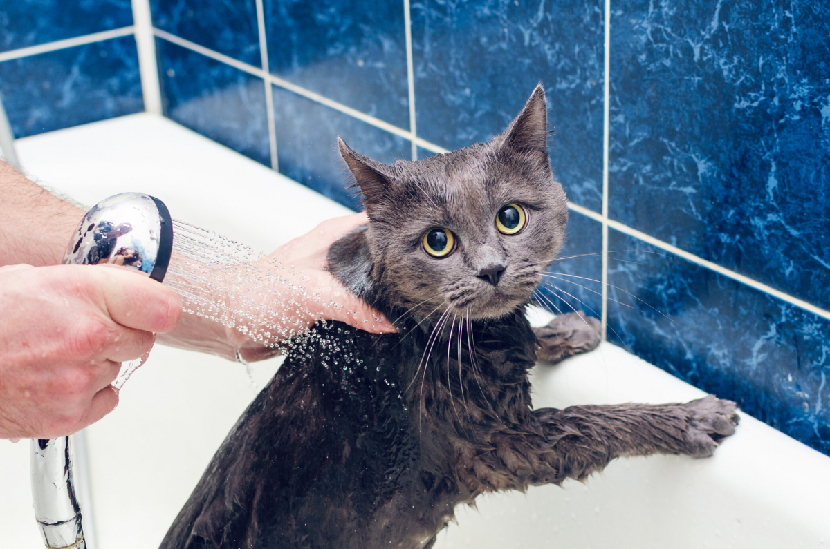 why do cats hate water