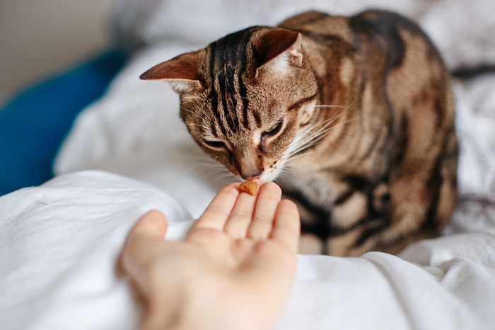 A cat eating Heartgard, a medication commonly used for heartworm prevention in cats.