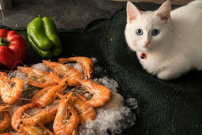 Focused cat indulging in a shrimp feast.