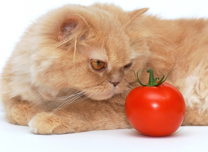 Curious cat investigating a tomato, raising questions about feline dietary preferences.