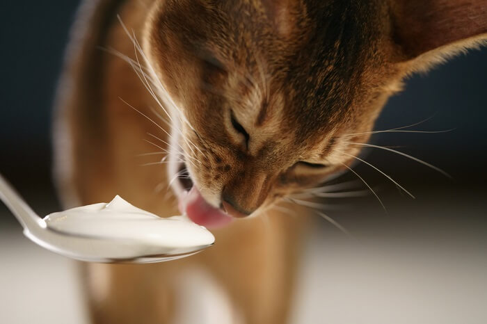 How Much Yogurt Can A Cat Eat