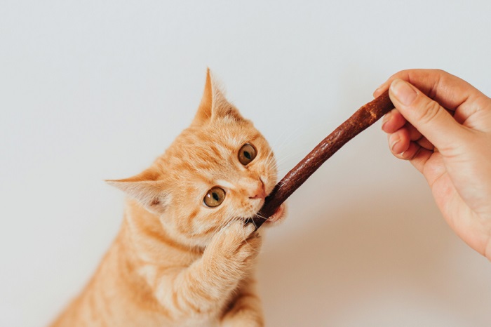 Cat biting a piece of jerky