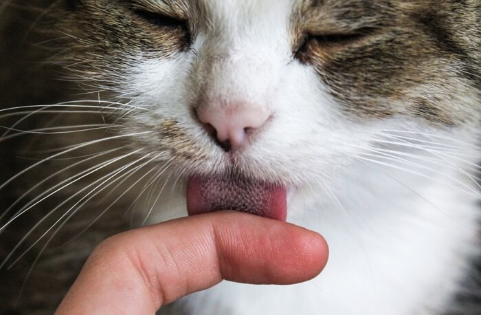 Focused close-up of a cat diligently grooming itself through licking, illustrating meticulous self-care and grooming behavior.