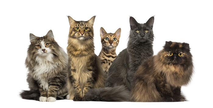 12 Rare Coat Colors and Patterns In Cats 