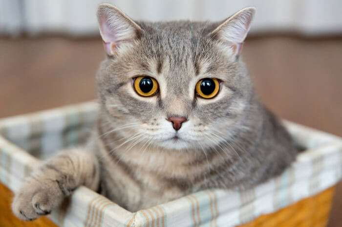 Image showcasing a cute cat's ear.