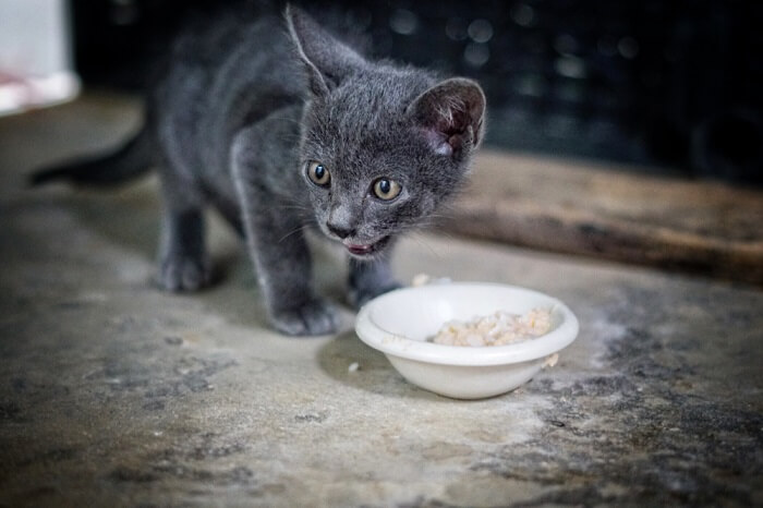 Image of a kitten eating rice.