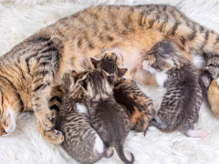 A mother cat with her kittens, showcasing the tender and protective care provided by feline mothers to their offspring.