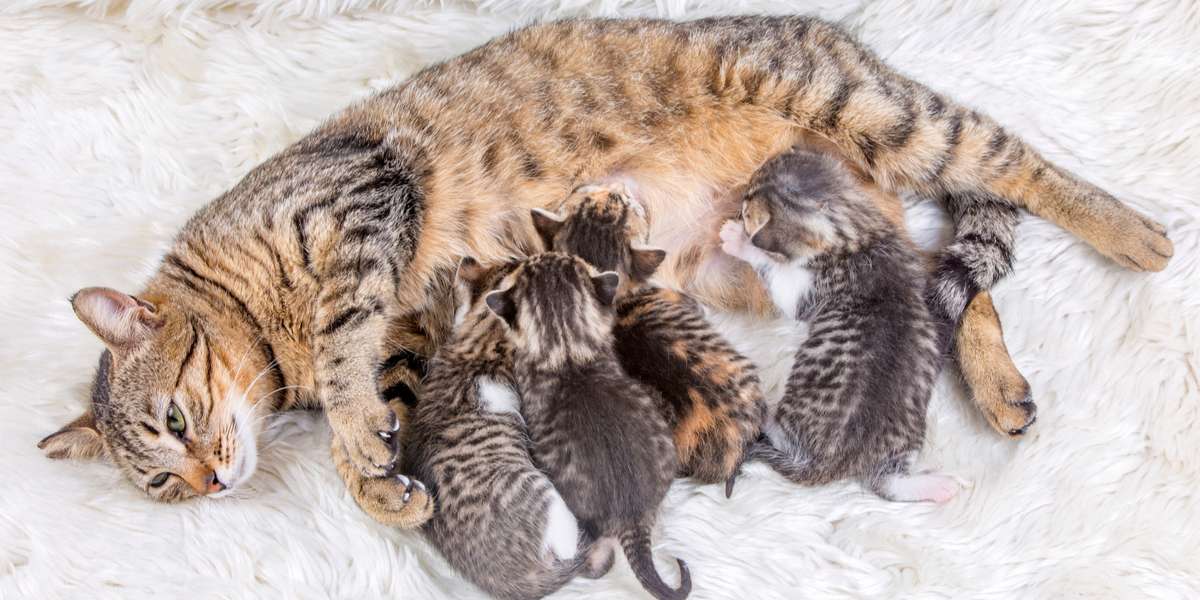 Image capturing a heartwarming scene of a mother cat with her adorable kittens, highlighting the bond and care between a cat mother and her offspring.