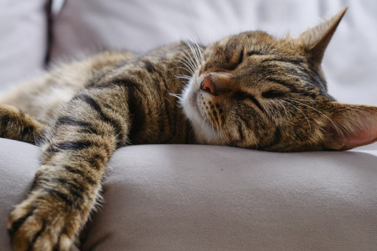 10 Tips To Train Your Cat To Sleep All Night