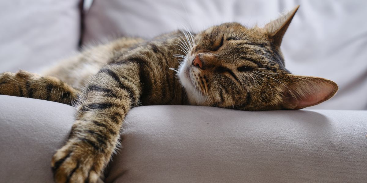 Why Does My Cat Have a Habit of Sleeping on My Jacket?