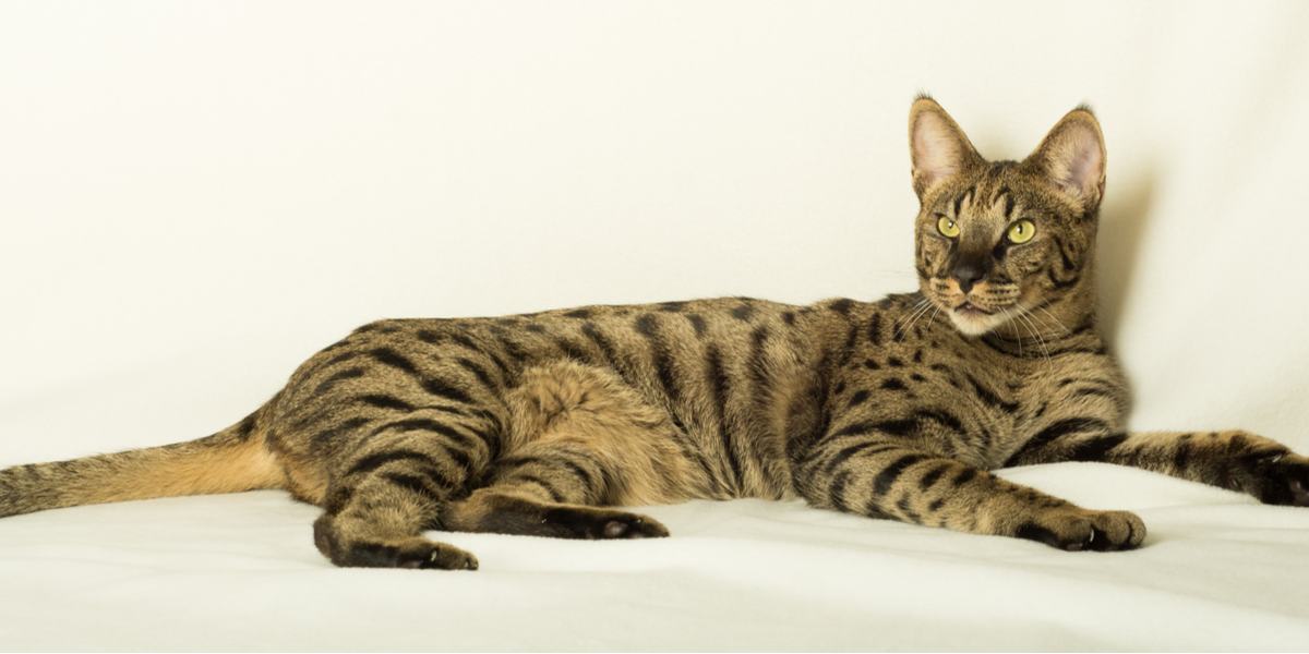 savannah cat in an isolated background