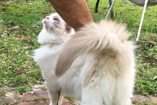 10 Causes of Aggression in Cats and How To Help - Cats.com