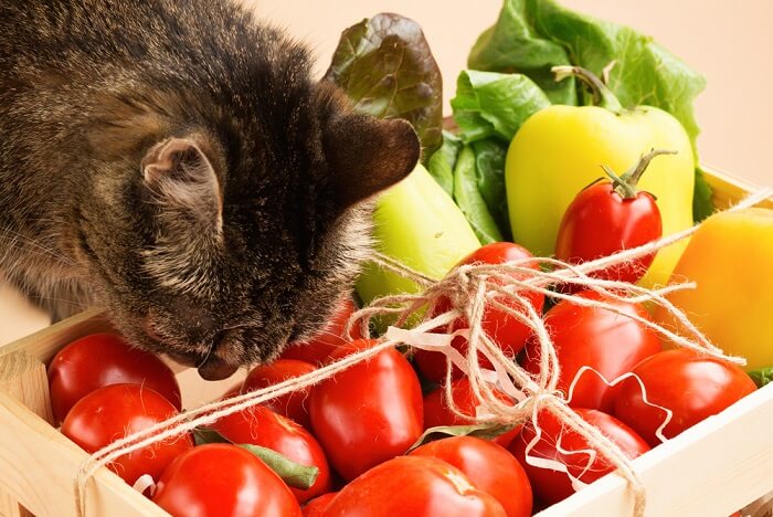 The Risks Of Eating Tomatoes For Cats