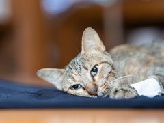 weak-cat-with-bandage-laying-on-the-floor