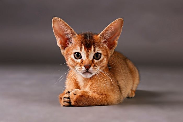 Abyssinian Cat close up