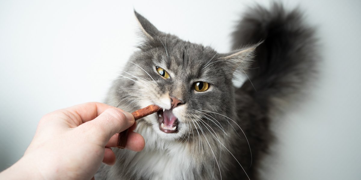 Cat eating a treat stick