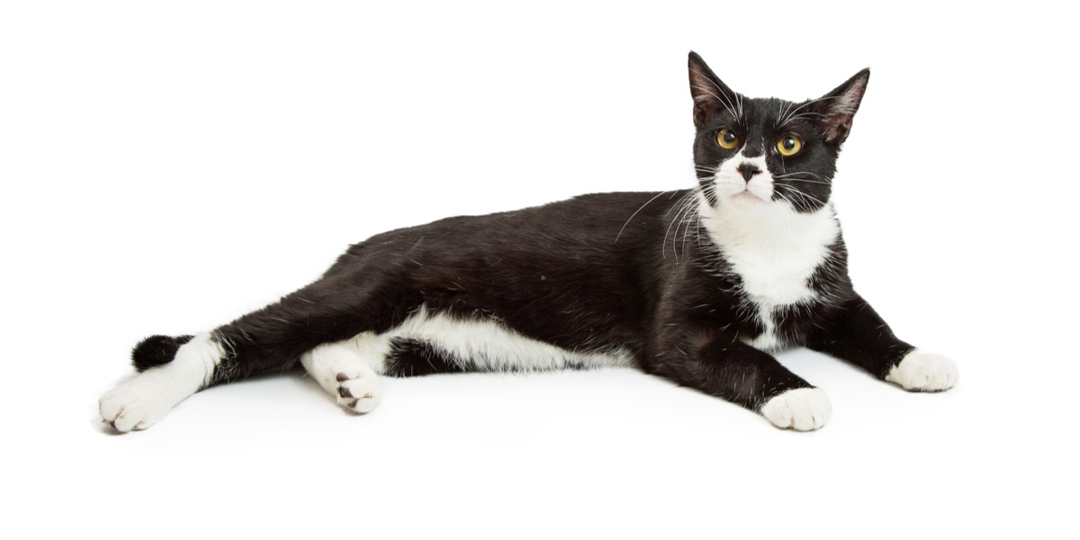 The Different Types Of Black And White Cat Coat Patterns