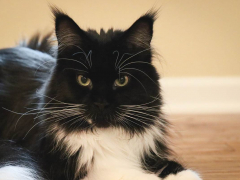 Black White Tuxedo Long Hair Maine Coone Laying