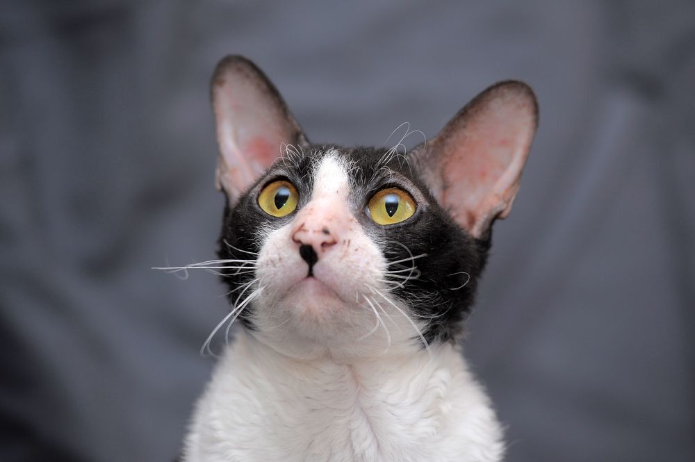 Black with white cat