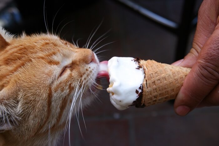 A cat playfully licking a bit of ice cream, showcasing its curiosity towards novel tastes and textures
