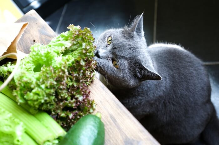 A cat curiously sniffing a piece of lettuce placed on a table, exhibiting its natural exploration of scents and surroundings