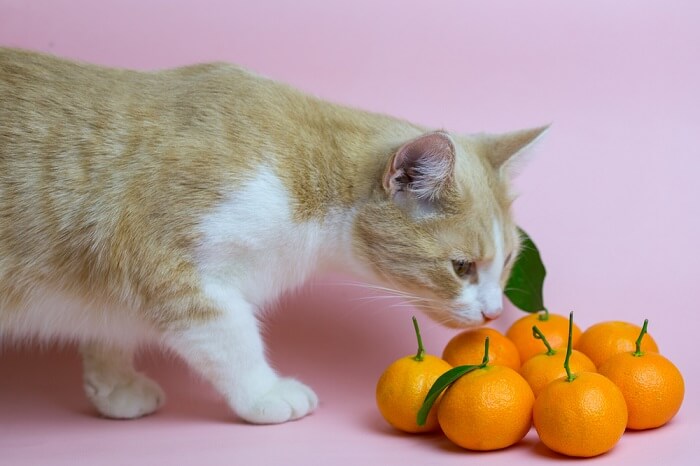 A cat curiously sniffing an orange, showcasing its natural curiosity and exploration of different scents