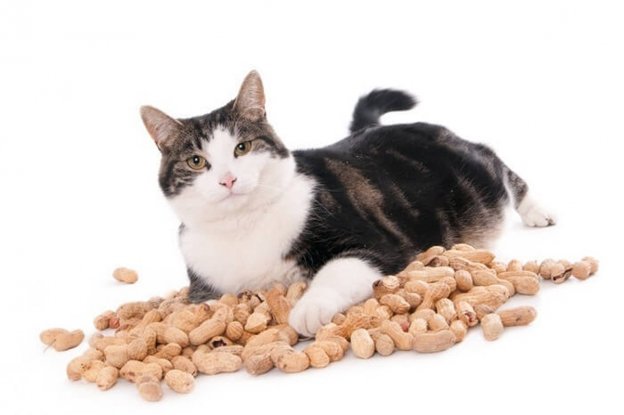 Can Cats Eat Peanuts? - Cats.com