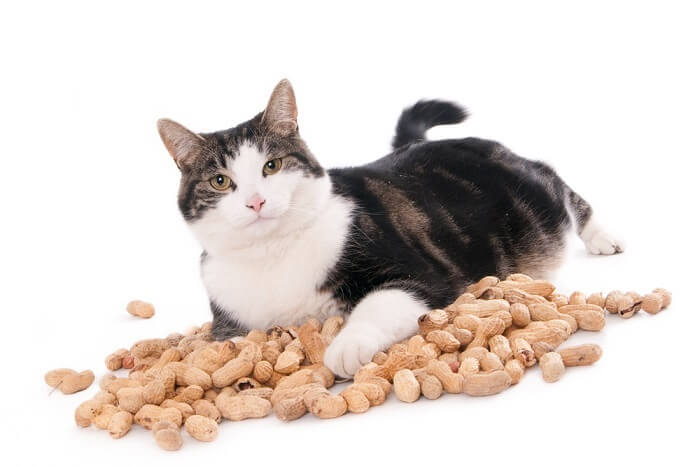 Can cats eat peanuts?