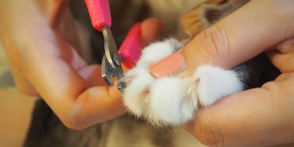 8 Best Cat Nail Clippers For 2023 