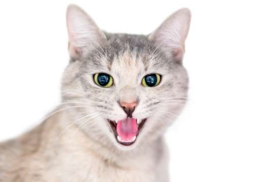 7 Common Cat Vocalizations and What They Mean