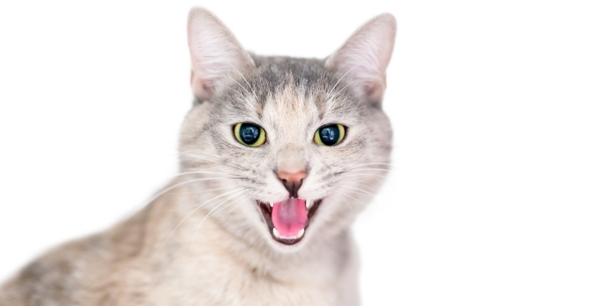 8 Common Cat Sounds Decoded: Why Cats Purr, Meow and Yowl