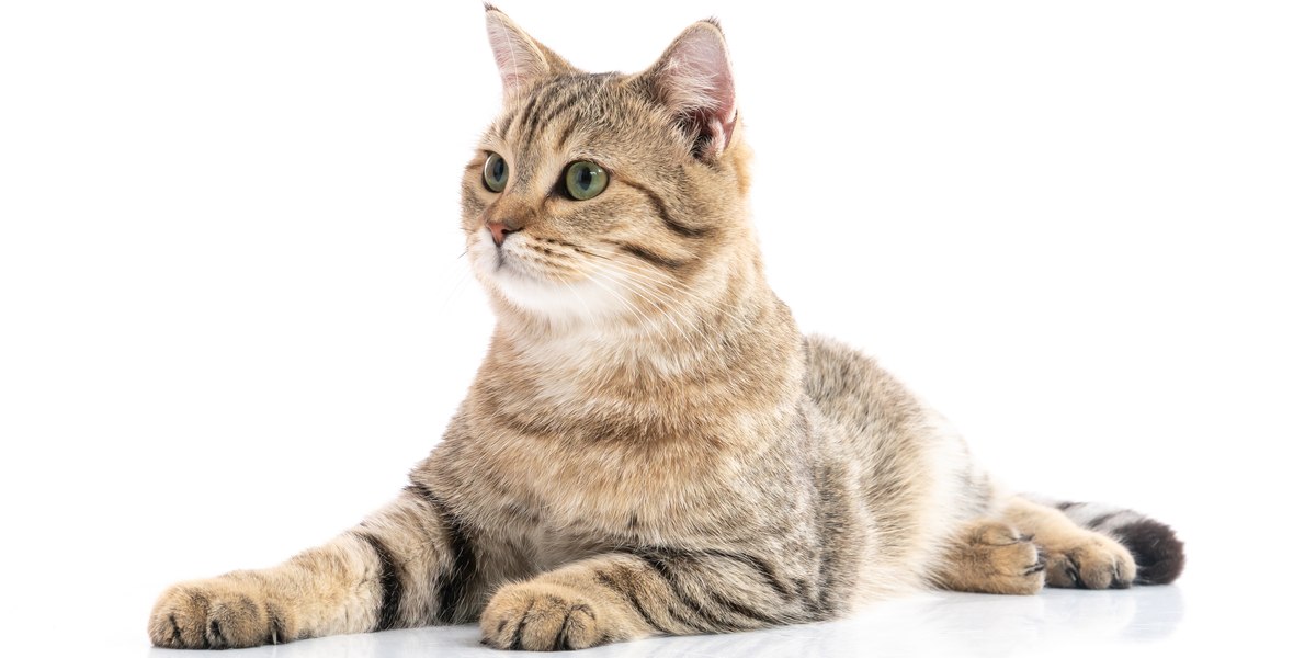 "Image emphasizing cats' acute hearing abilities. 