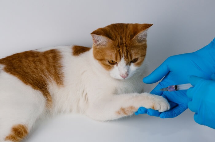 "Image illustrating the potential causes of Feline Immunodeficiency Virus (FIV) infection.