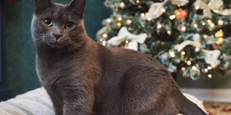 obese-cat-beside-Christmas-tree