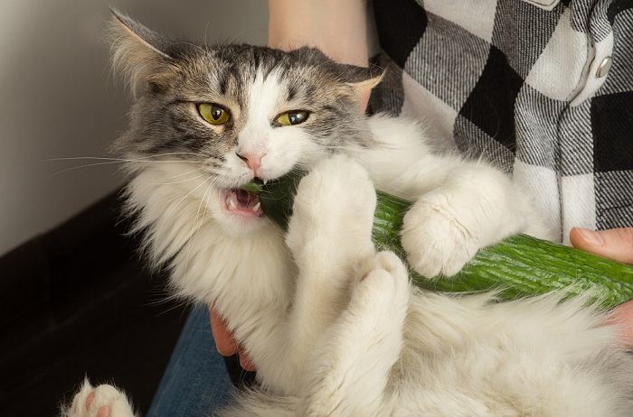 Image portraying an owner holding a cat while munching on a cucumber