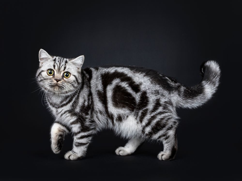 Cute little black silver blotched British Shorthair cat.