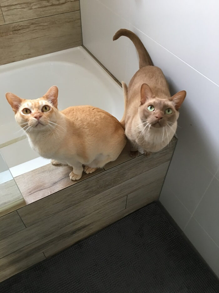 A heartwarming scene featuring Erik and Rexxie, two cats who enjoy accompanying their owner to the bathroom during pet care routines, showcasing the strong bond and camaraderie between human and feline companions.