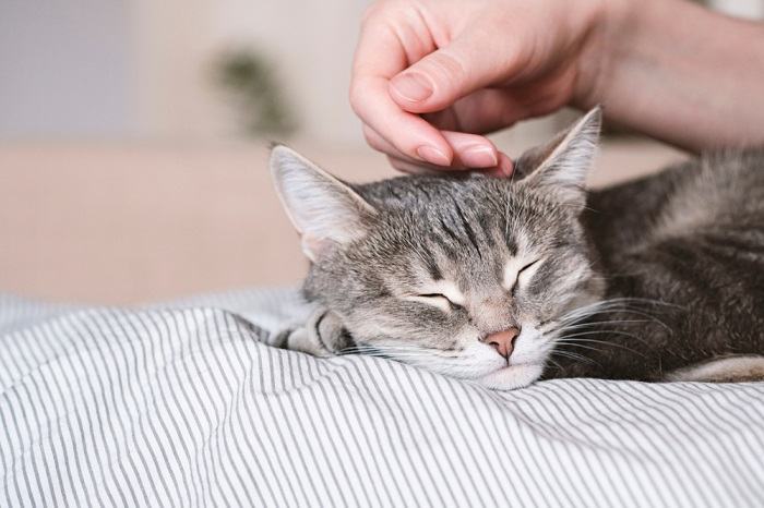 Las 8 posiciones y significados más comunes para dormir de los gatos