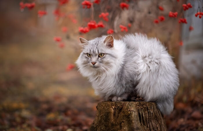 The 30 best cat breeds, ranked