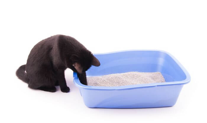 low-sided open litter box