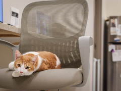 GoodVets Cat At Vet