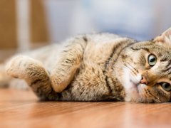 Gray adult mongrel cat lying on the floor