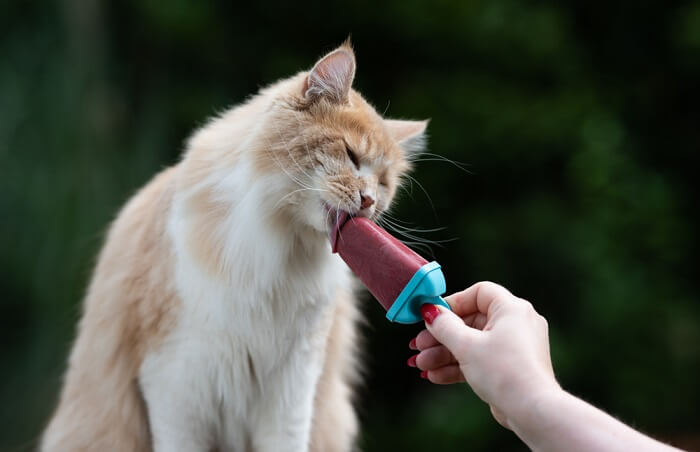 A cat enjoying a lick of flavored ice cream emphasizing considerations about portion size and potential impact on a cat's well-being