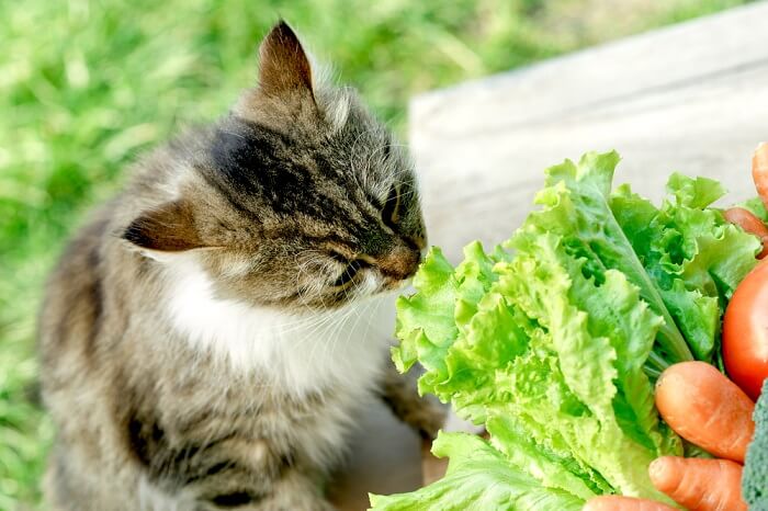 A cat sniffing a combination of lettuce and carrot, showcasing its curiosity towards various scents and potentially new food items