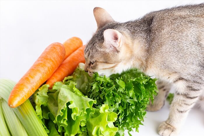 A cat curiously smelling a mix of lettuce, carrot, and celery
