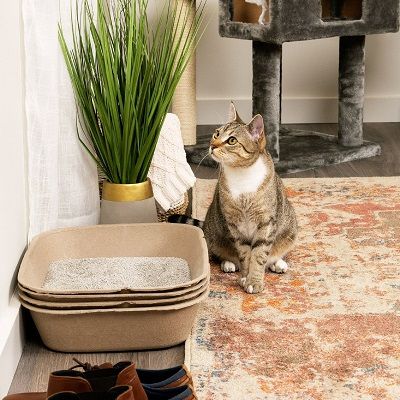 5 Best Cat Litter Boxes to Prevent Tracking in 2024 – tuft + paw