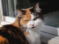 Long Hair Calico Doll Faced Persian Outside